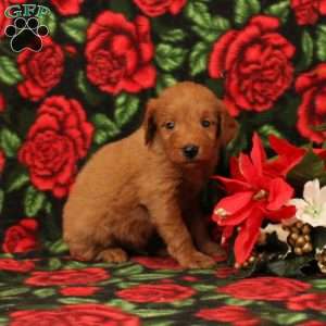 Coca, Mini Goldendoodle Puppy